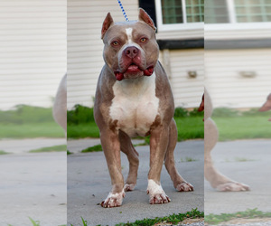 American Bully Puppy for sale in CHAMPAIGN, IL, USA