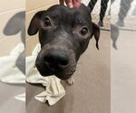 Small American Pit Bull Terrier Mix