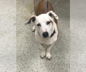Pembroke Welsh Corgi-Unknown Mix Dogs for adoption in Conroe, TX, USA