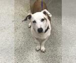 Small Pembroke Welsh Corgi Mix