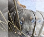 Small #17 American Pit Bull Terrier
