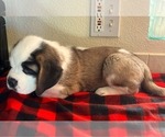 Small #5 Saint Bernard