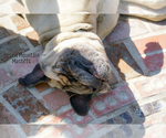Small Photo #16 Mastiff Puppy For Sale in HEMET, CA, USA