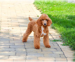 Small #1 Poodle (Miniature)