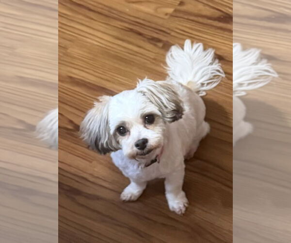 Medium Photo #1 Shih Tzu Puppy For Sale in Sioux Falls, SD, USA