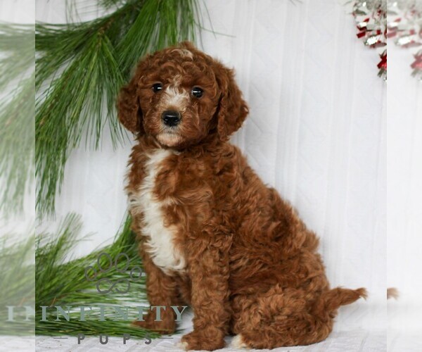 Medium Photo #4 Goldendoodle (Miniature) Puppy For Sale in LITITZ, PA, USA