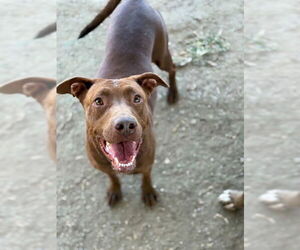 Mutt Dogs for adoption in Riverside, CA, USA