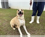 Small #2 Anatolian Shepherd Mix
