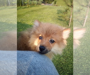 Pomeranian Puppy for sale in WINCHESTER, OH, USA