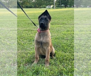Belgian Malinois Puppy for sale in WELLINGTON, OH, USA