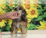 Marbles - Male Poodle (Toy) Puppy for Sale - Photo #5