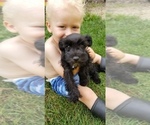 Small Photo #4 Schnauzer (Miniature) Puppy For Sale in WHEELER, WI, USA