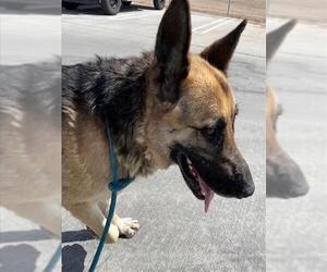 German Shepherd Dog Dogs for adoption in HESPERIA, CA, USA