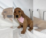 Small #2 Golden Retriever
