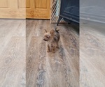 Puppy Cooper Yoranian