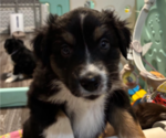 Puppy Tito Australian Shepherd