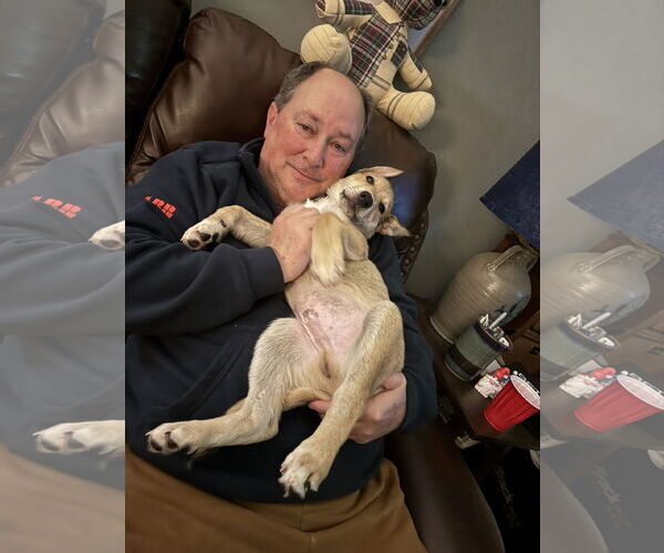 Medium Photo #4 German Shepherd Dog-Unknown Mix Puppy For Sale in Holly Springs, NC, USA