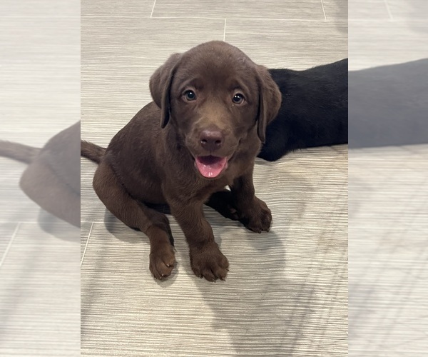 Medium Photo #1 Labrador Retriever Puppy For Sale in SPOUT SPRING, VA, USA