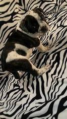 Olde English Bulldogge Puppy for sale in HAMILTON, TX, USA