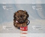Small Photo #2 Poodle (Toy)-Yorkshire Terrier Mix Puppy For Sale in SANGER, TX, USA