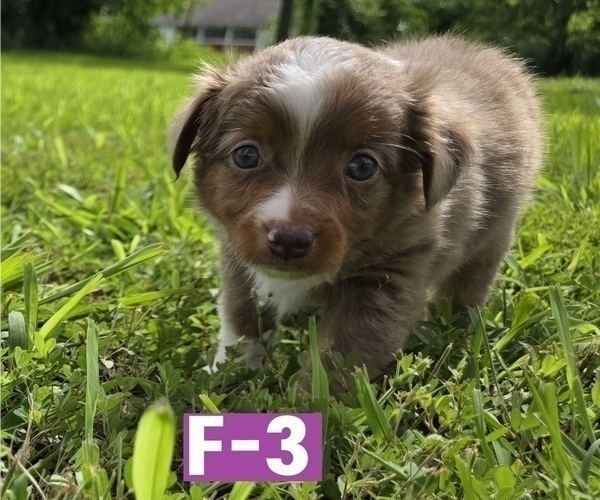 Medium Photo #11 Miniature Australian Shepherd Puppy For Sale in EVERTON, MO, USA