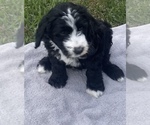 Small Photo #27 Sheepadoodle Puppy For Sale in CONROE, TX, USA