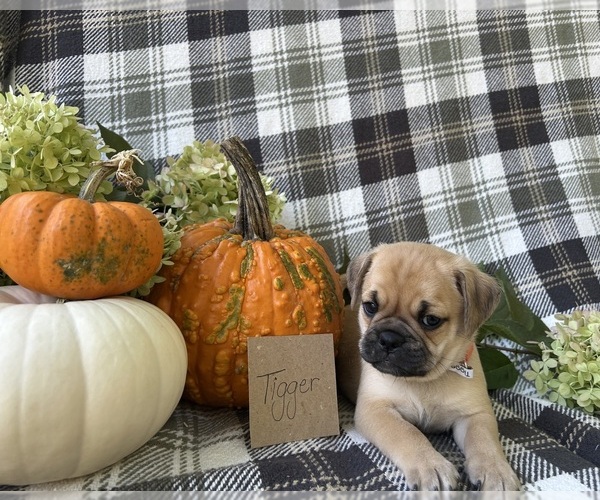 Medium Photo #5 Puggle Puppy For Sale in ELKTON, VA, USA