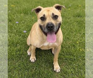 American Staffordshire Terrier-Unknown Mix Dogs for adoption in Spring Lake, NJ, USA