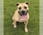Small American Staffordshire Terrier Mix