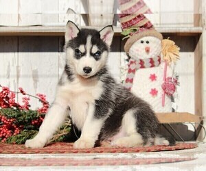 Siberian Husky Puppy for sale in APPLE CREEK, OH, USA
