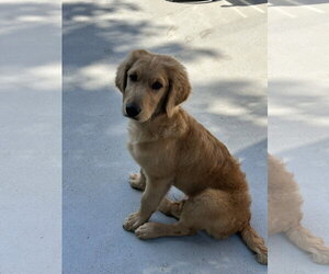 Goldendoodle Dogs for adoption in Fort Worth, TX, USA