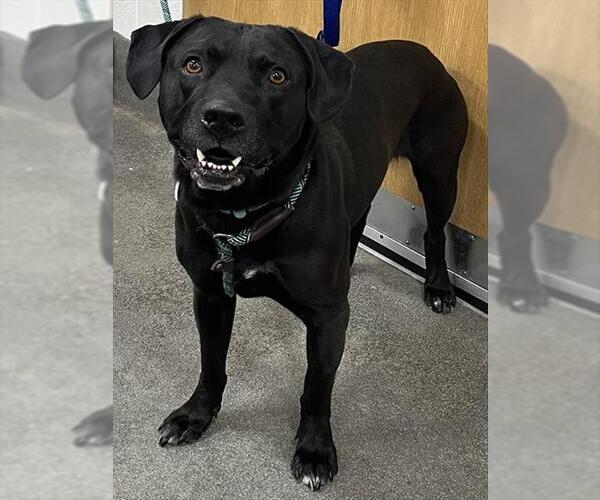 Medium Photo #1 Labrador Retriever Puppy For Sale in Forestville, MD, USA