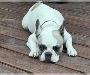 Mother of the French Bulldog puppies born on 04/30/2026