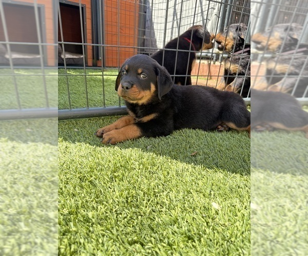 Medium Photo #3 Rottweiler Puppy For Sale in SAN JOSE, CA, USA