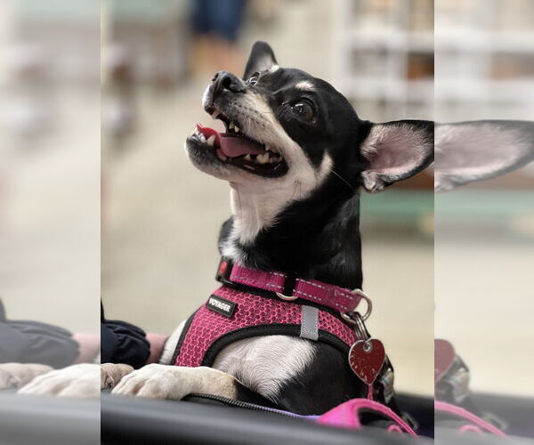 Medium Photo #6 Chihuahua Puppy For Sale in Mundelein, IL, USA