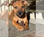 Small Photo #2 Mutt Puppy For Sale in McKinney, TX, USA