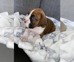 Small Photo #15 Boxer Puppy For Sale in CHICAGO, IL, USA