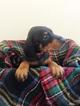 Small Photo #1 Doberman Pinscher Puppy For Sale in SPRING LAKE, MI, USA