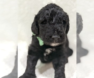 Goldendoodle Puppy for Sale in HARTFORD, Alabama USA