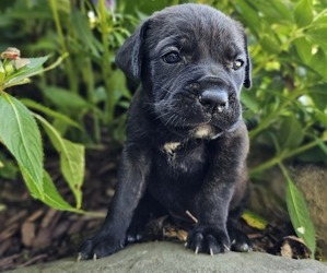 Cane Corso Puppy for sale in BIRMINGHAM, AL, USA
