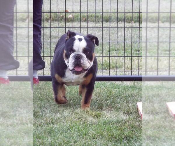Medium Photo #1 Bulldog Puppy For Sale in WATERVILLE, OH, USA