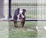 Small Photo #1 Bulldog Puppy For Sale in WATERVILLE, OH, USA
