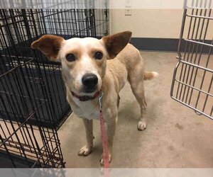 Mutt Dogs for adoption in Norman, OK, USA