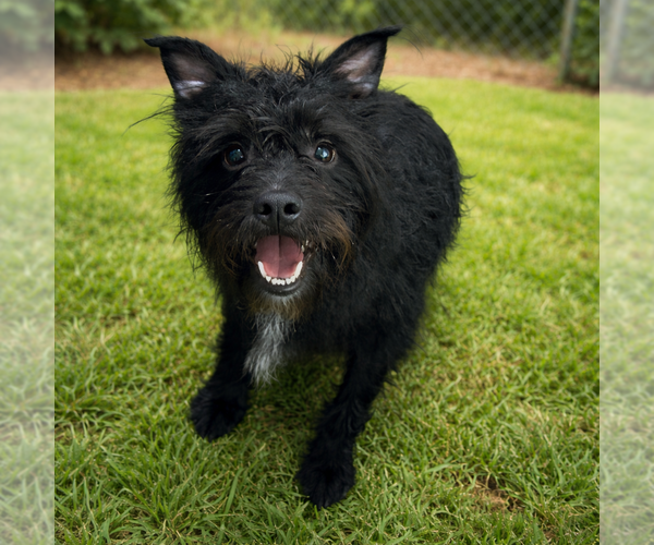 Medium Photo #1 Mutt Puppy For Sale in Sistersville, WV, USA