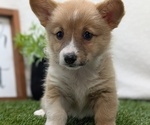 Small #2 Pembroke Welsh Corgi