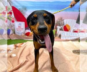 Doberman Pinscher-Unknown Mix Dogs for adoption in Long Beach, CA, USA