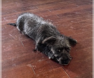 Yo-Chon Puppy for sale in MOUNT PLEASANT, MI, USA