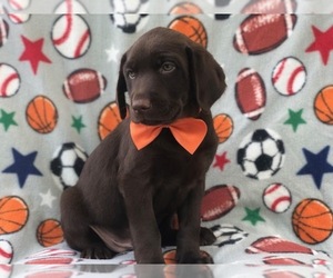 Labrador Retriever Puppy for sale in LAKELAND, FL, USA