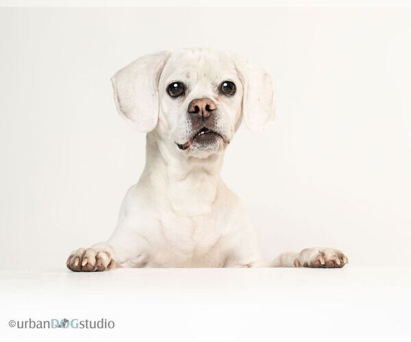 Medium Photo #2 Puggle Puppy For Sale in Tampa, FL, USA