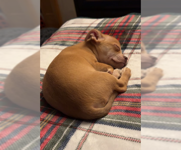 Medium Photo #4 Chihuahua-Unknown Mix Puppy For Sale in Brooklyn Center, MN, USA